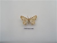 藏品(尺蛾159)的圖片